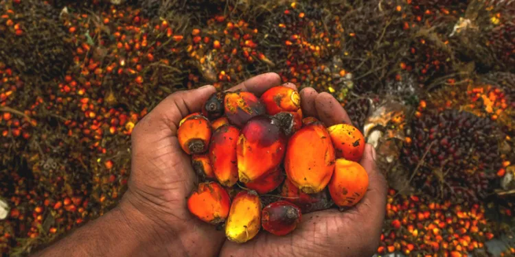Food and Agriculture Organisation targets $200 million investment for cocoa, oil palm in Cross River, Ondo